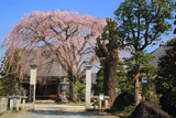 宝蔵寺のしだれ桜