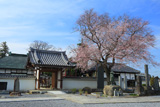法音寺のヒガンザクラ
