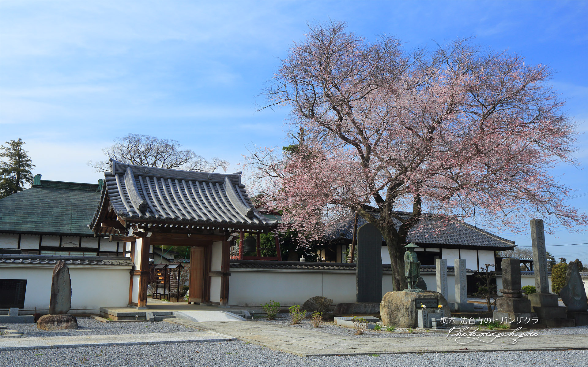 法音寺のヒガンザクラ