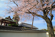 法音寺のヒガンザクラ