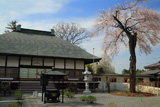 法音寺のヒガンザクラ