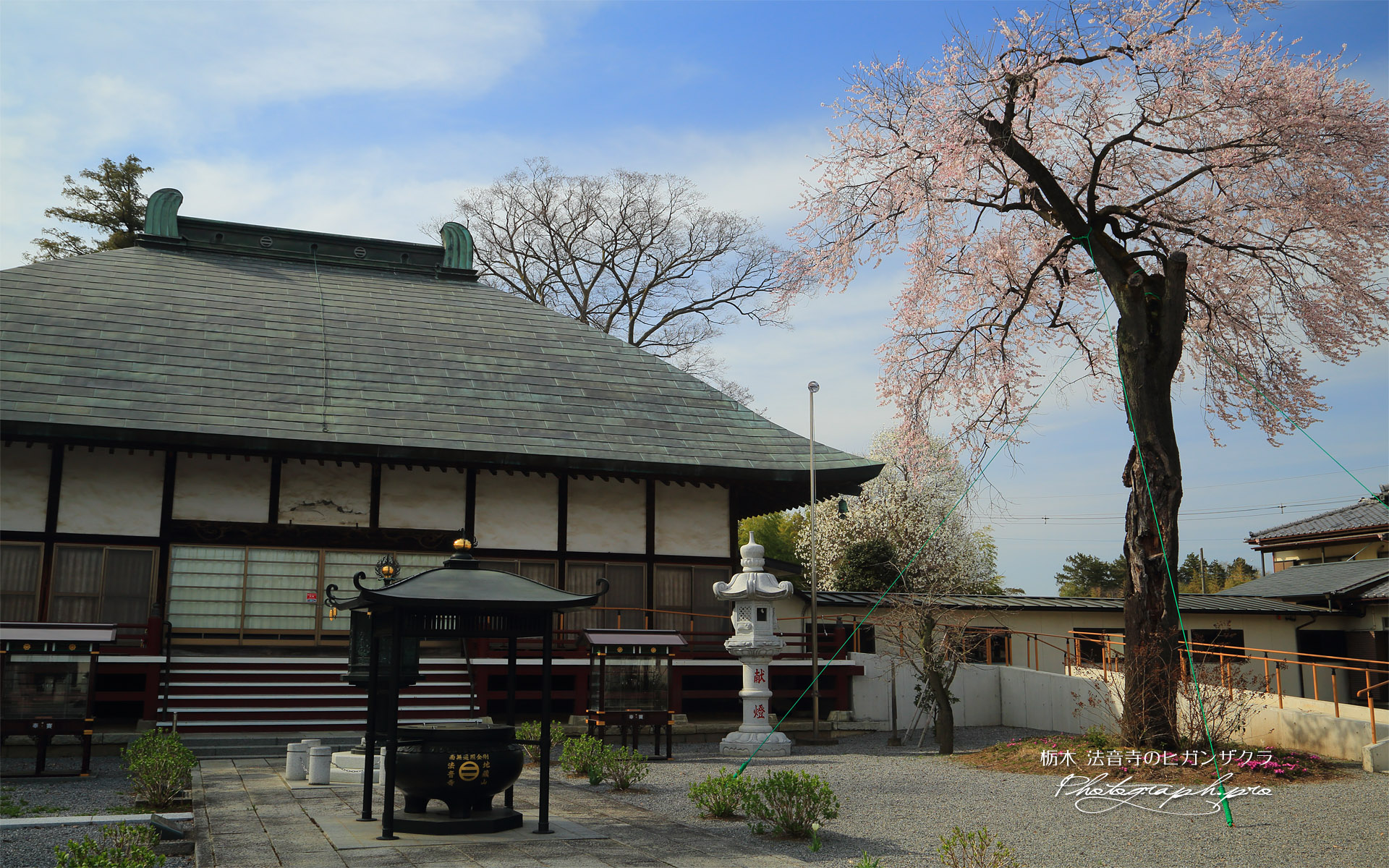 法音寺のヒガンザクラ