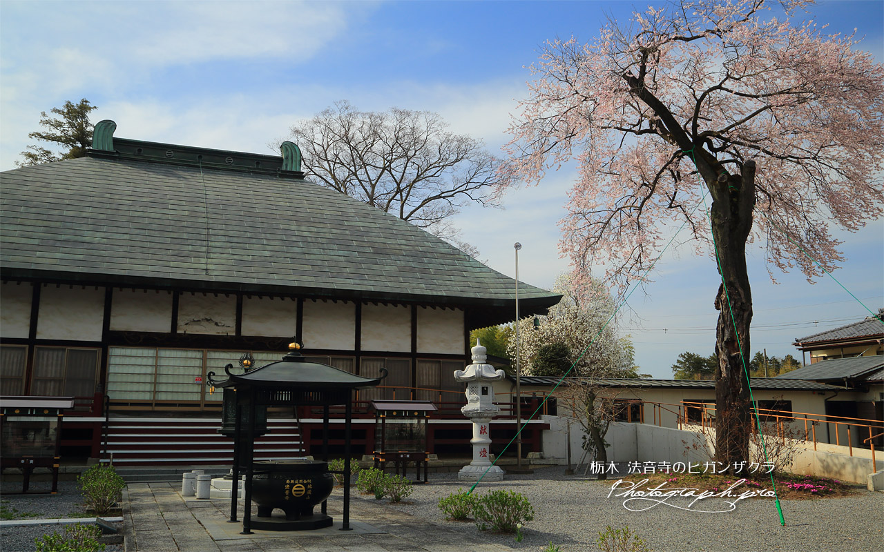 法音寺のヒガンザクラ 壁紙