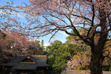 長柄神社のエドヒガン桜