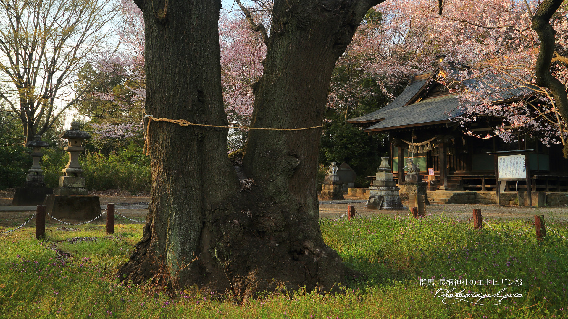 長柄神社のエドヒガン桜