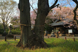 長柄神社のエドヒガン桜