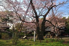 長柄神社のエドヒガン桜