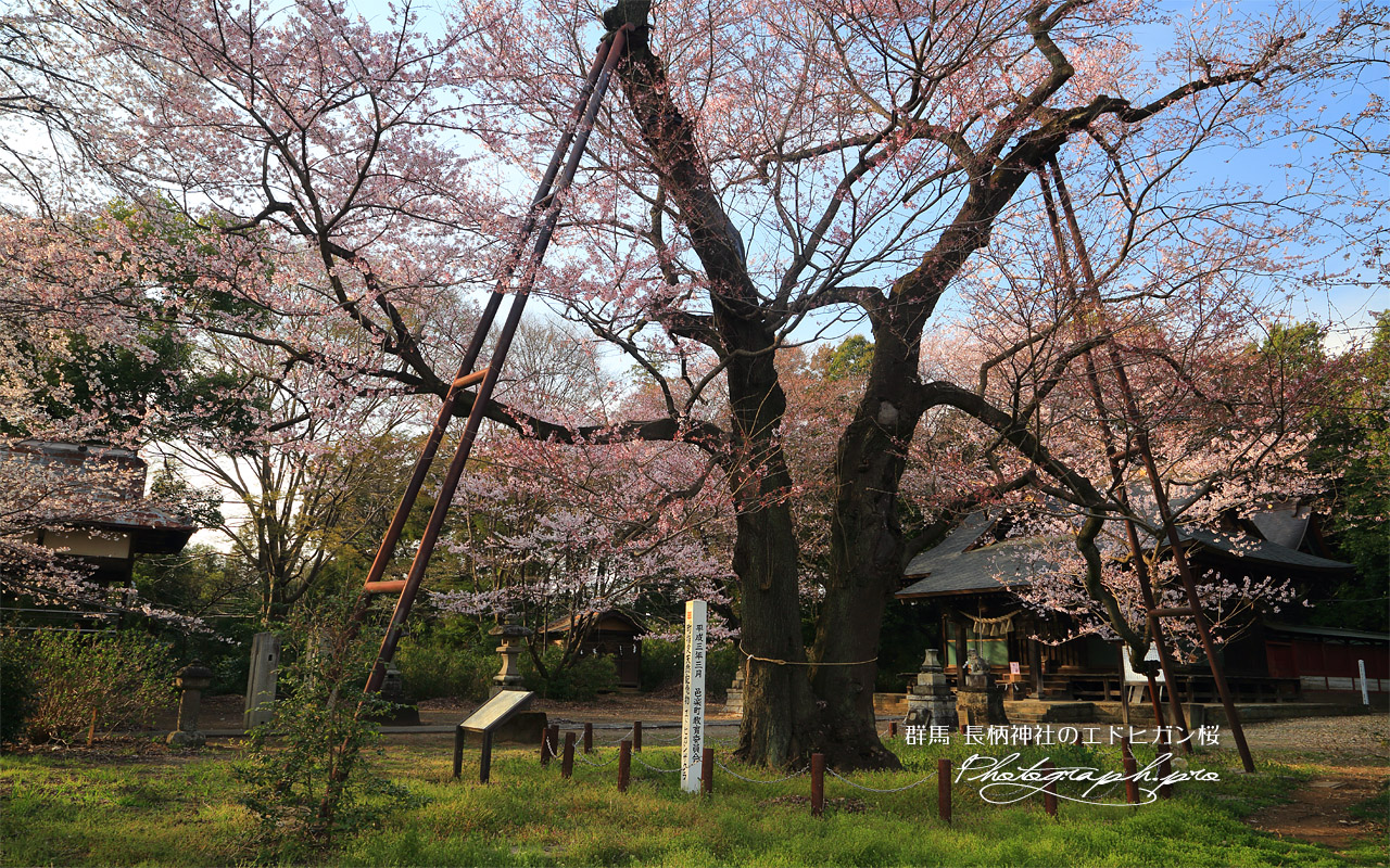長柄神社のエドヒガン桜 壁紙