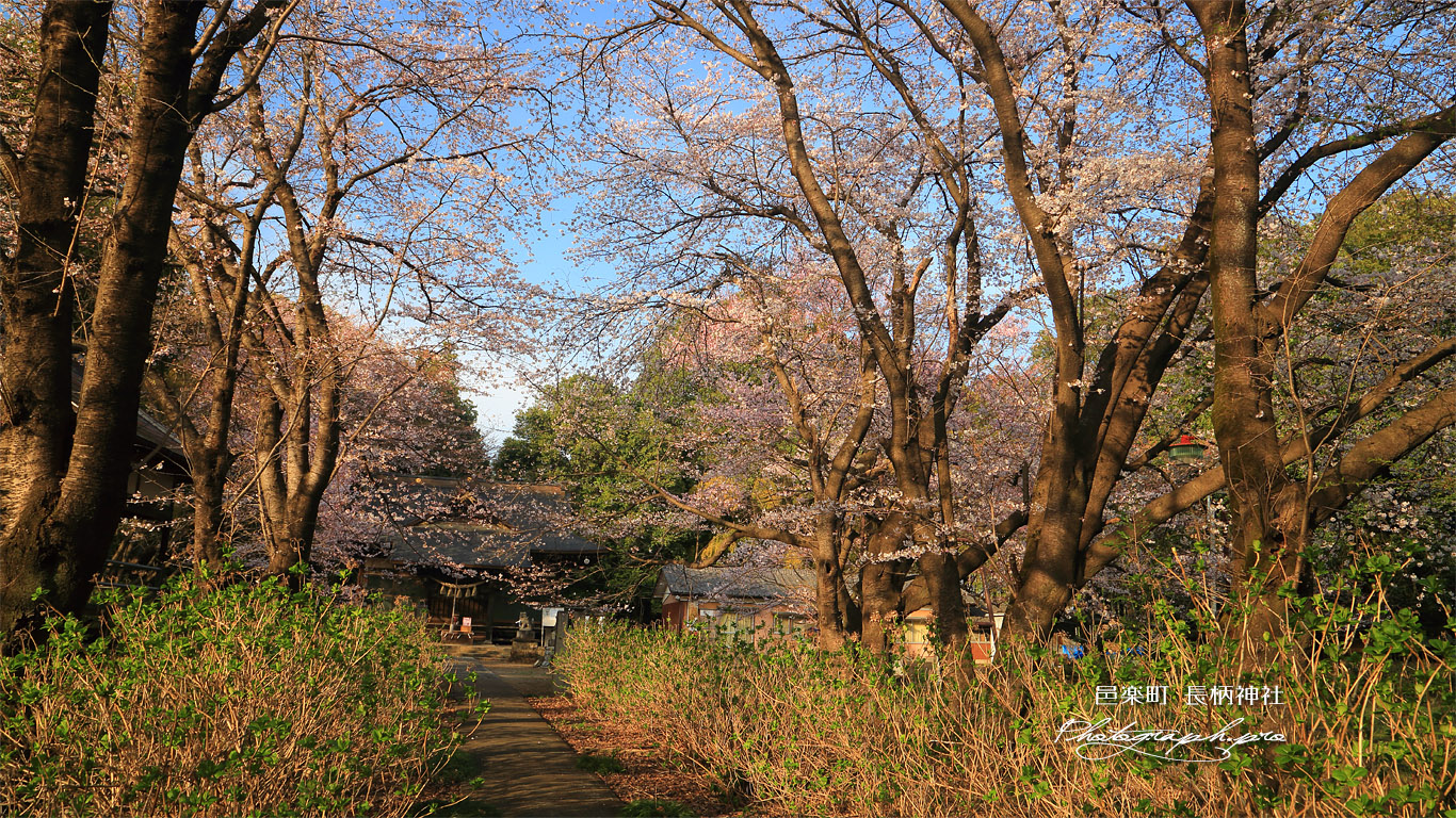 邑楽町 長柄神社の桜 壁紙