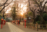 八幡太郎源義家駒つなぎの桜