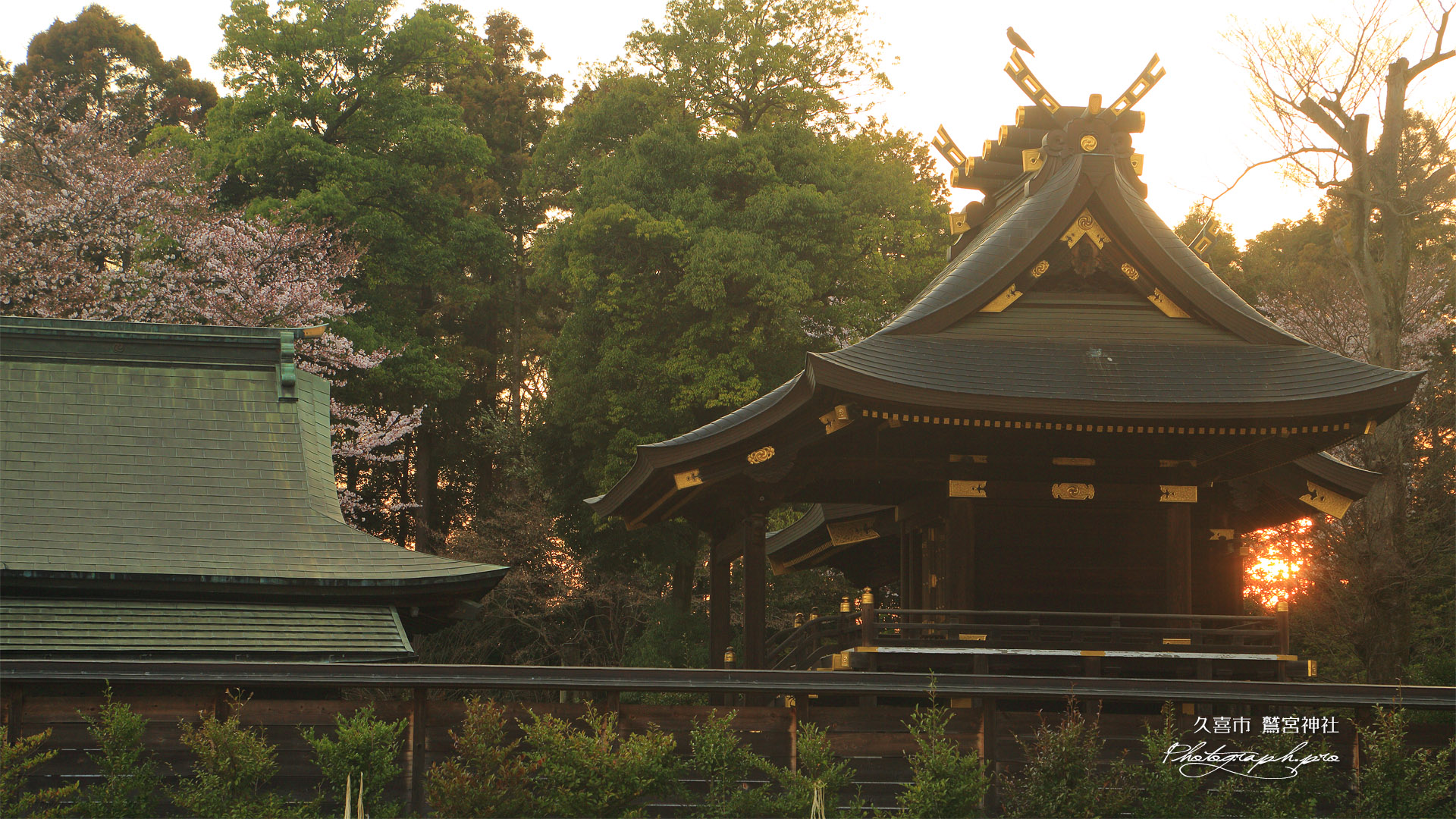 鷲宮神社の桜