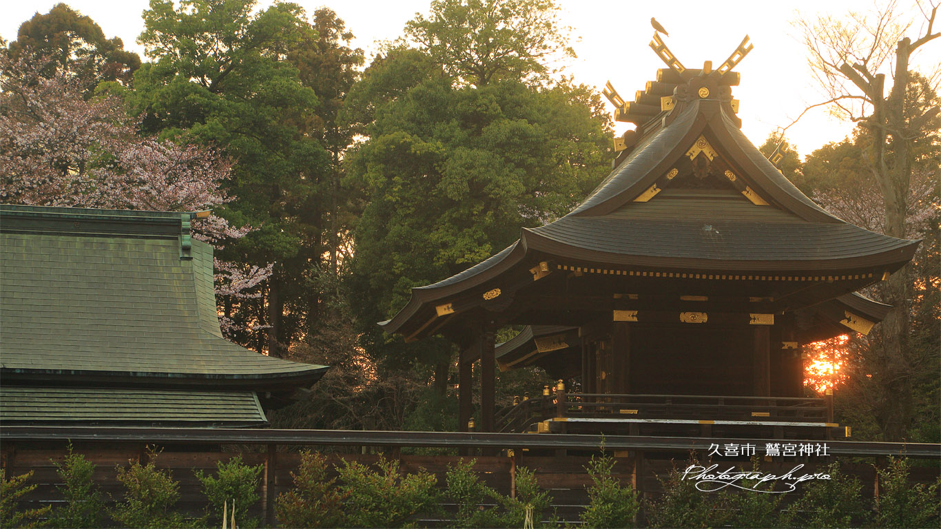 鷲宮神社の桜 壁紙