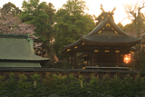 鷲宮神社の桜