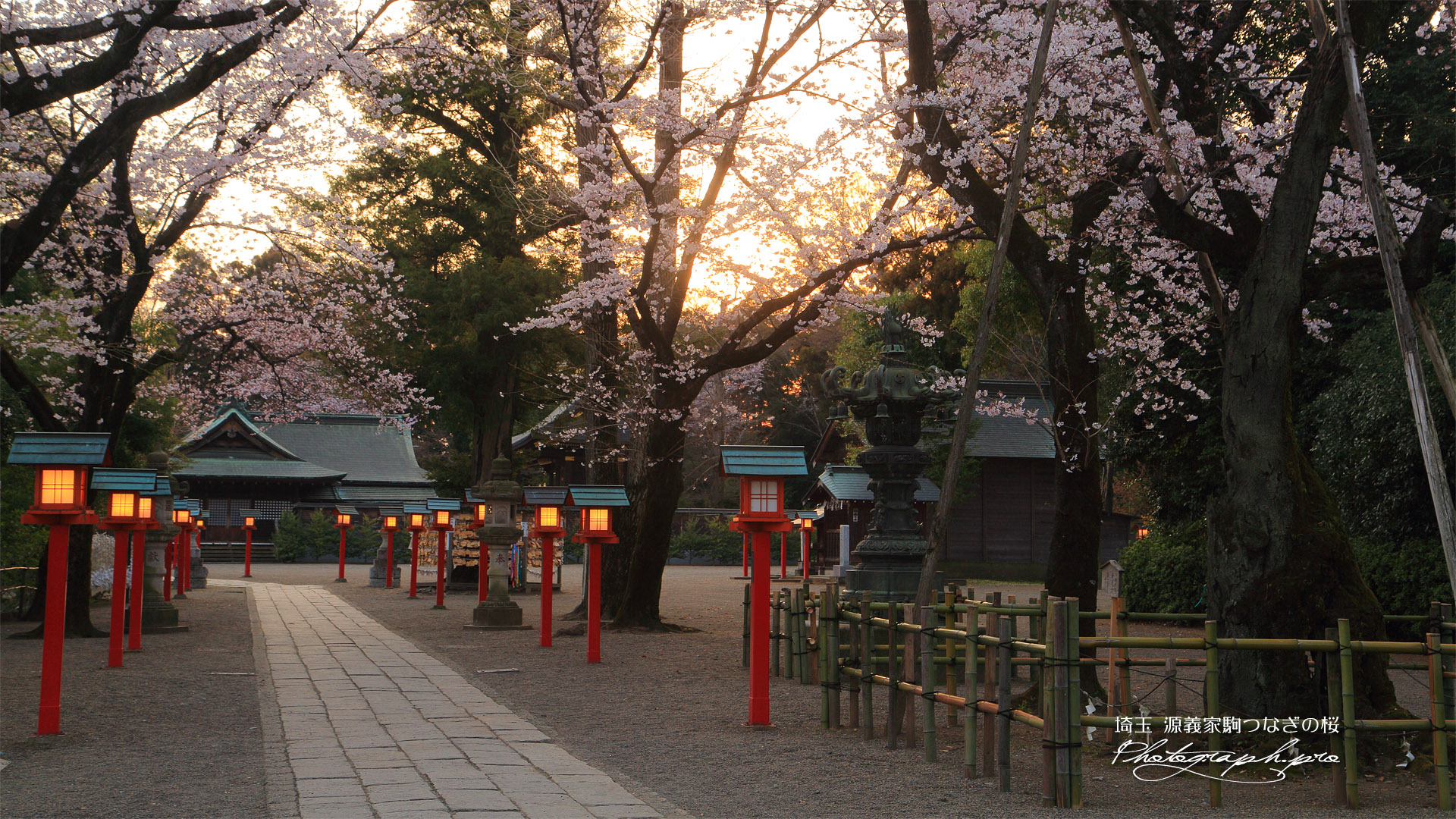 八幡太郎源義家駒つなぎの桜