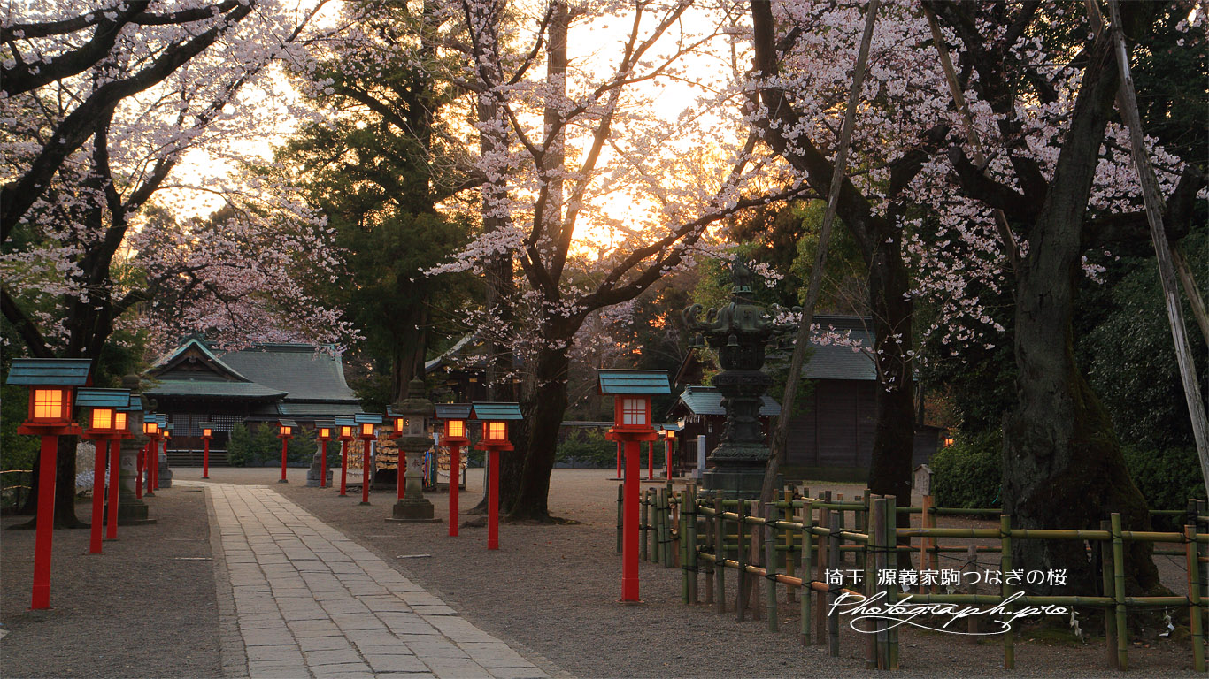 八幡太郎源義家駒つなぎの桜 壁紙