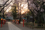 八幡太郎源義家駒つなぎの桜