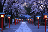鷲宮神社の桜