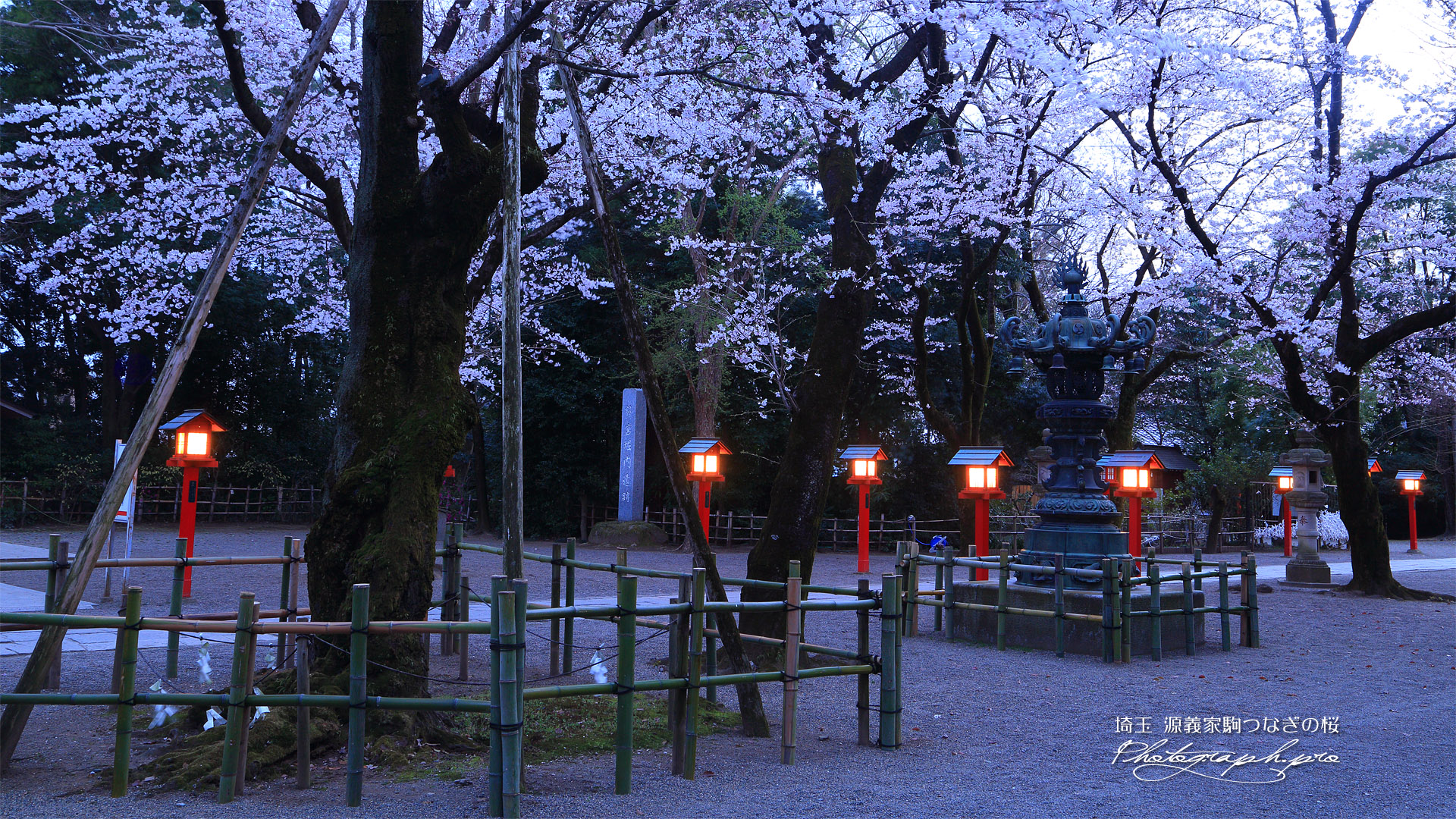 八幡太郎源義家駒つなぎの桜