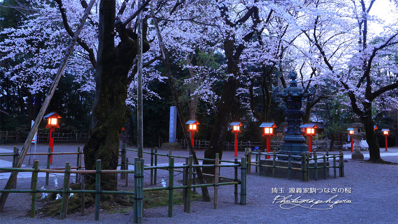 八幡太郎源義家駒つなぎの桜 壁紙