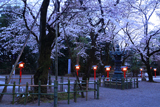 八幡太郎源義家駒つなぎの桜