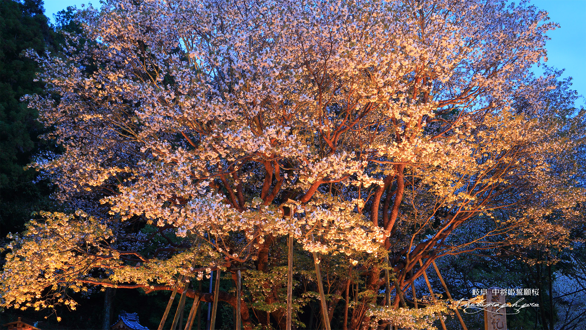 中将姫誓願桜