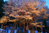 中将姫誓願桜
