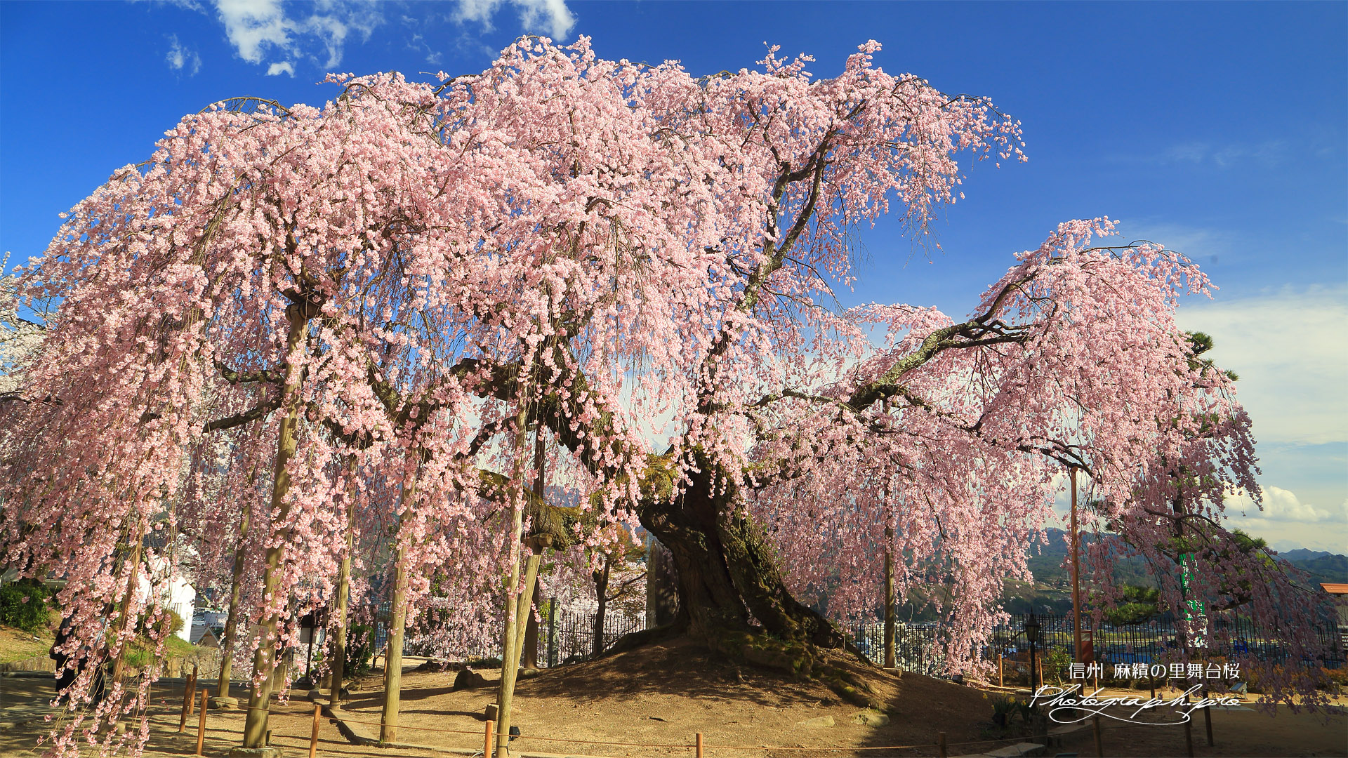 麻績の里舞台桜