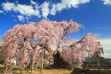 麻績の里舞台桜