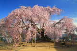 麻績の里舞台桜