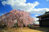 麻績の里舞台桜