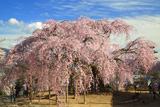 麻績の里舞台桜