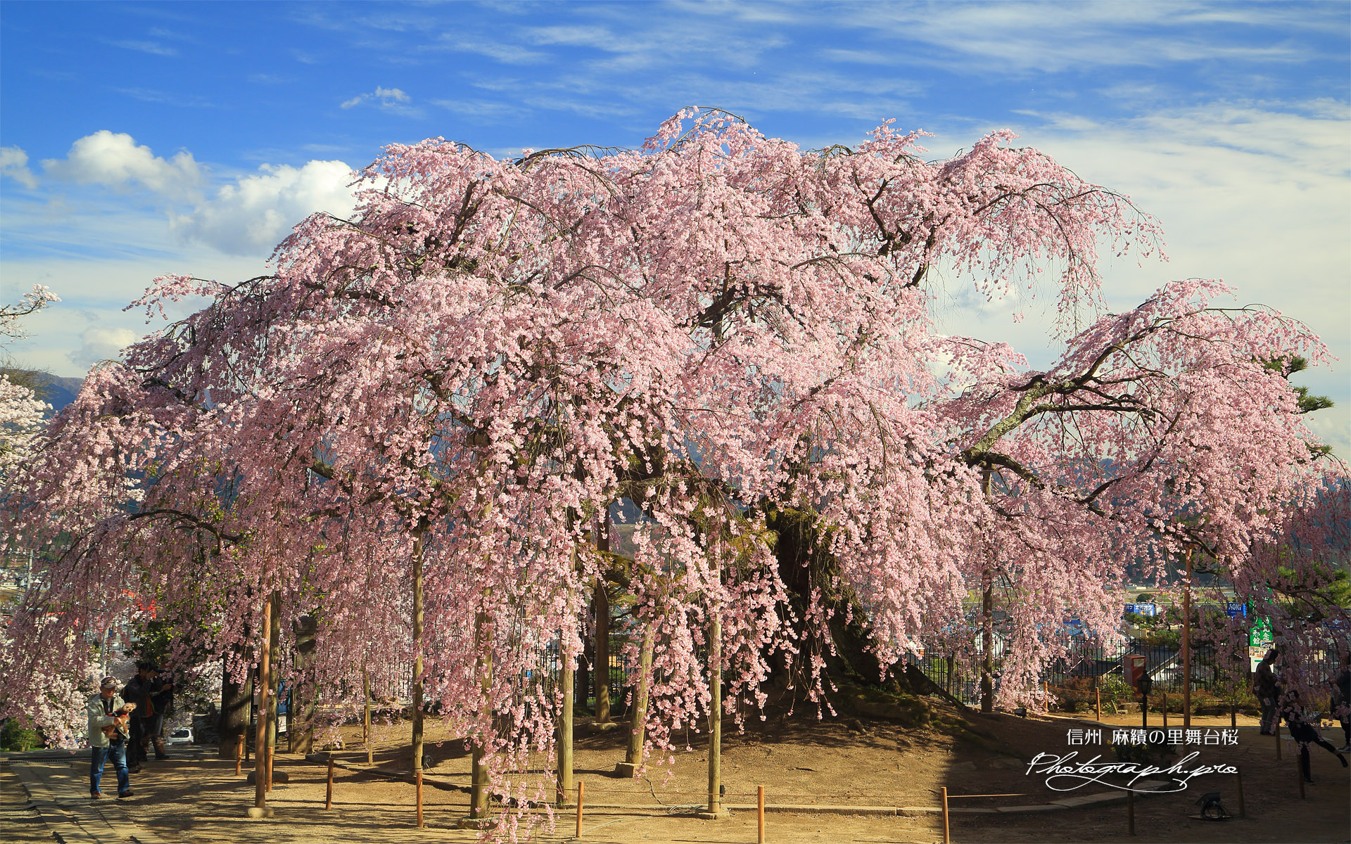麻績の里舞台桜