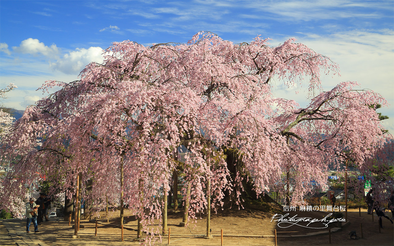 麻績の里舞台桜 壁紙