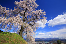麻績の里石塚桜