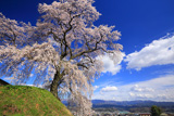 麻績の里石塚桜
