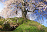 麻績の里石塚桜