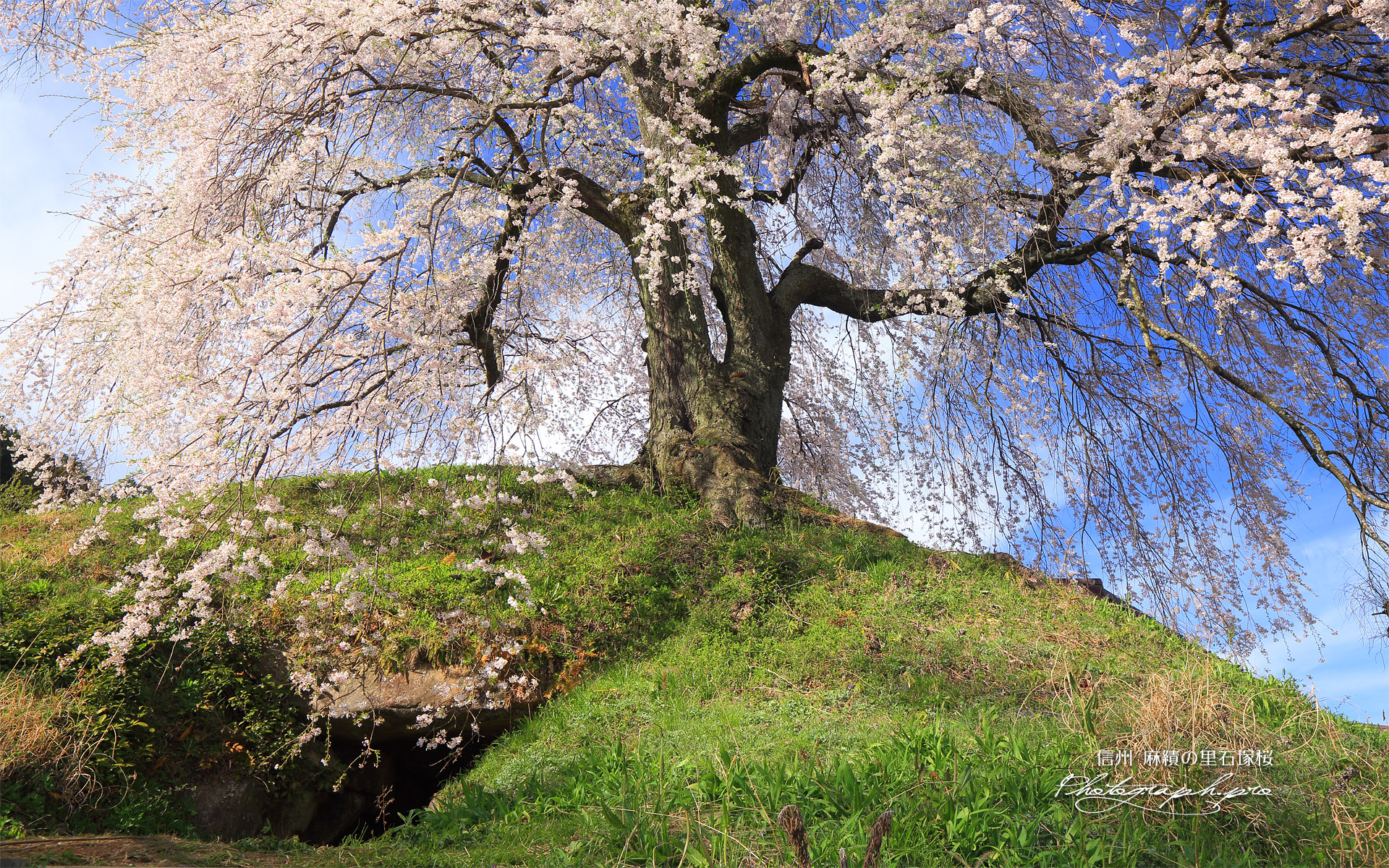 麻績の里石塚桜