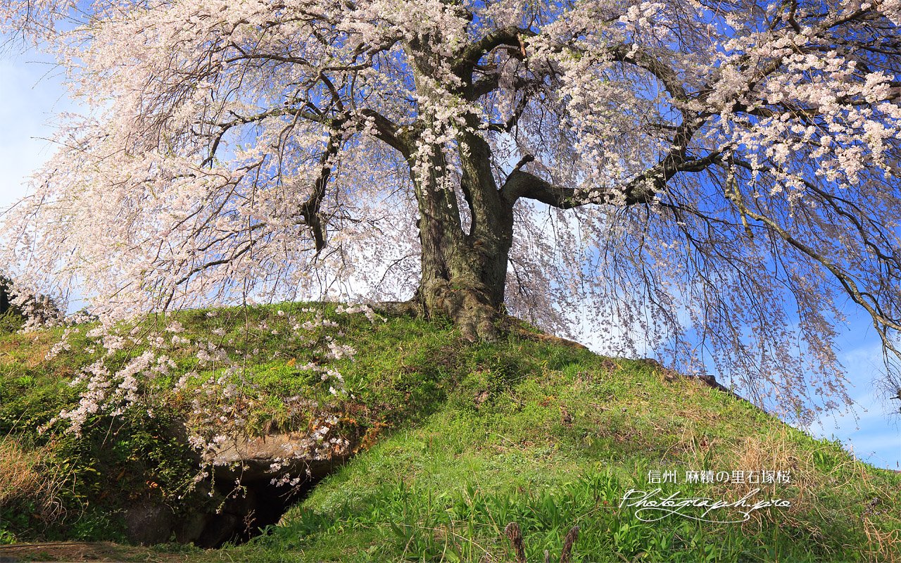 麻績の里石塚桜 壁紙