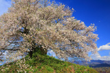 最見塚古墳の夫婦桜