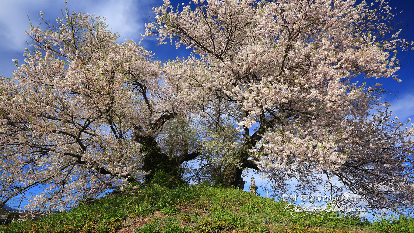 最見塚古墳の夫婦桜 壁紙