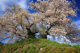 最見塚古墳の夫婦桜