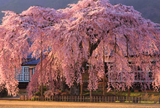 信州飯田の桜
