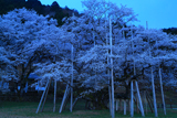 根尾谷淡墨桜