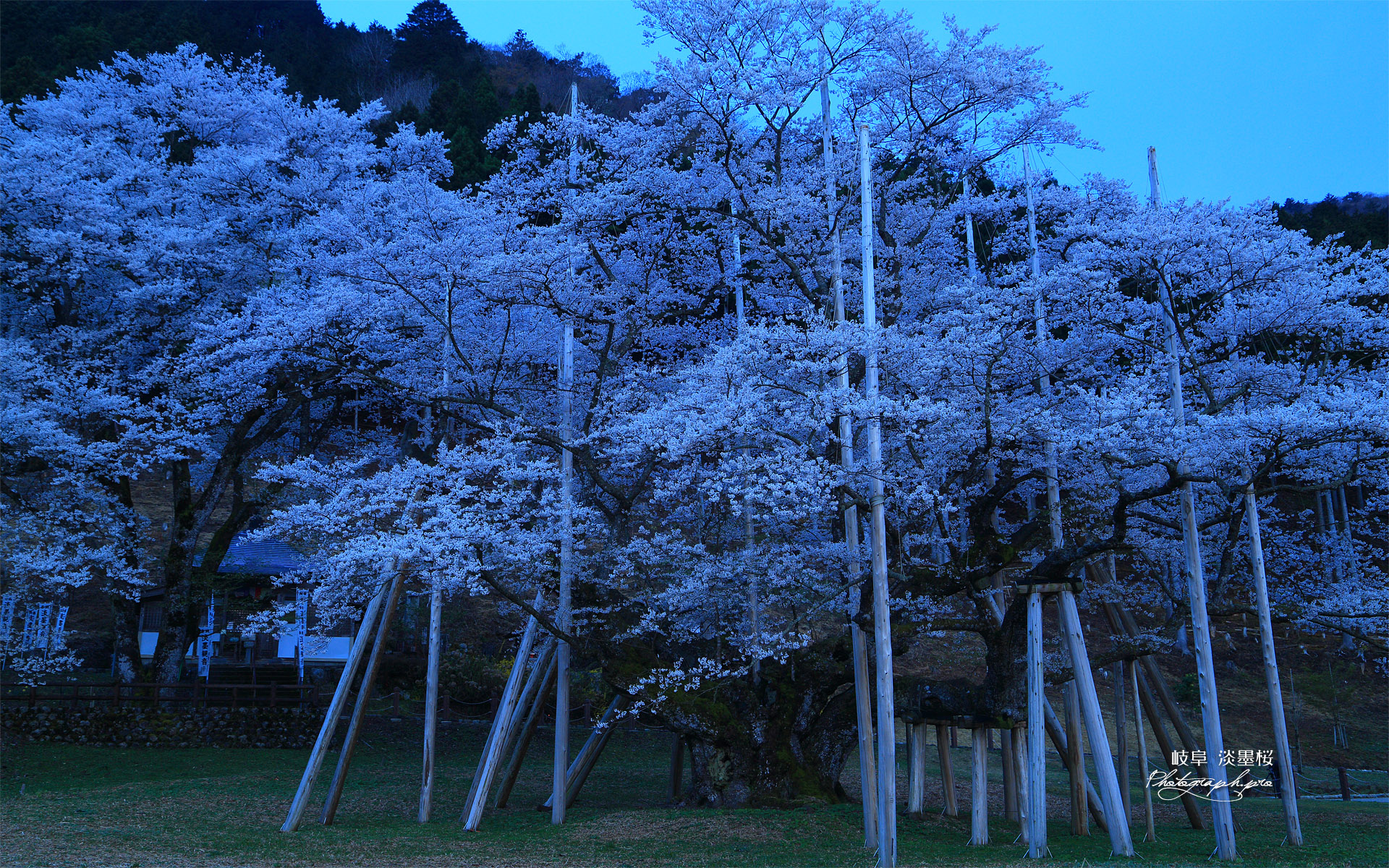 根尾谷淡墨桜