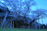 根尾谷淡墨桜