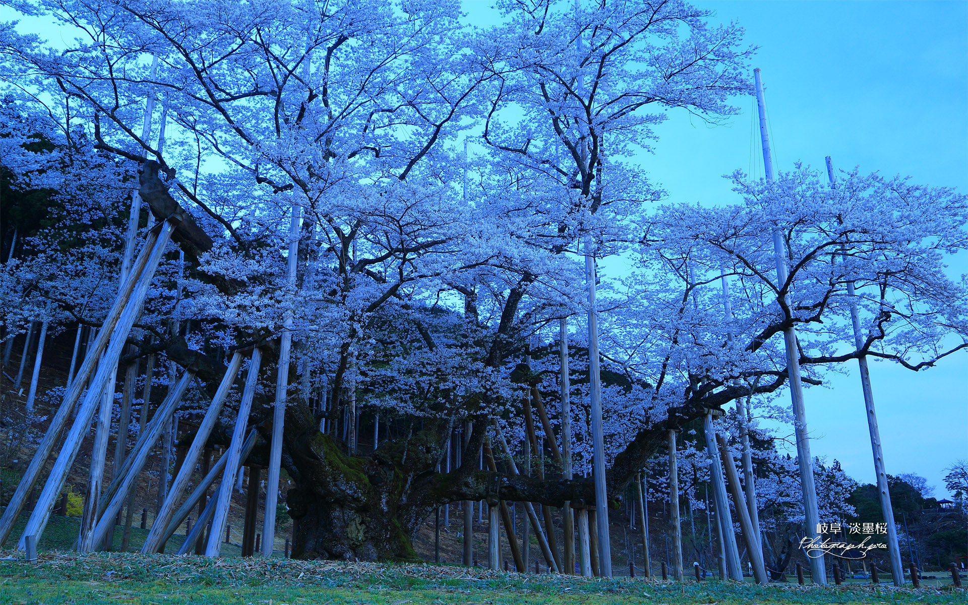 根尾谷淡墨桜