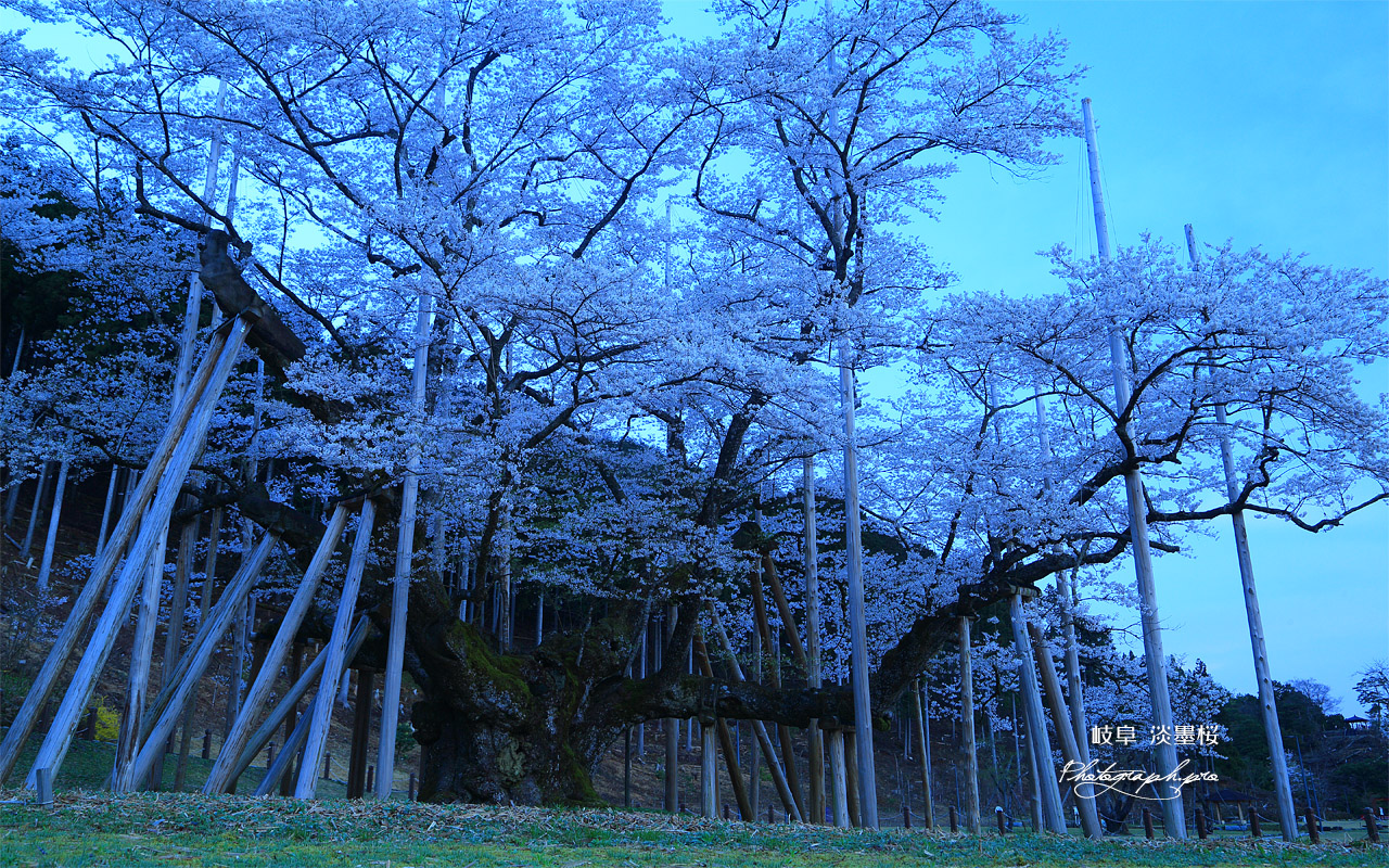根尾谷淡墨桜 壁紙