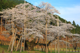 淡墨桜