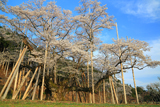 根尾谷淡墨桜