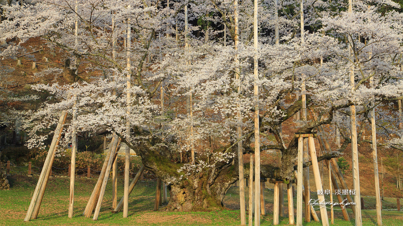 根尾谷淡墨桜 壁紙